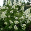 Hydrangea paniculata unic: opis, reprodukcija, recenzije